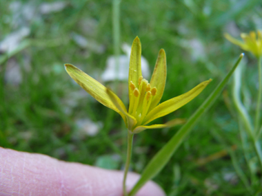 2 à 5 fleurs jaunes à 6 tépales formant une ombelle en forme d'étoile. Agrandir dans une nouvelle fenêtre (ou onglet)